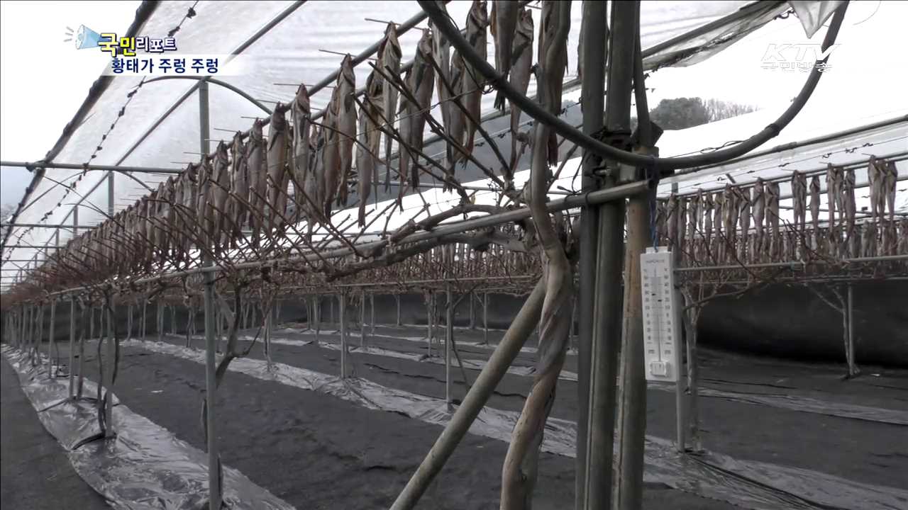 가평 포도농장에서 황태가 익어간다