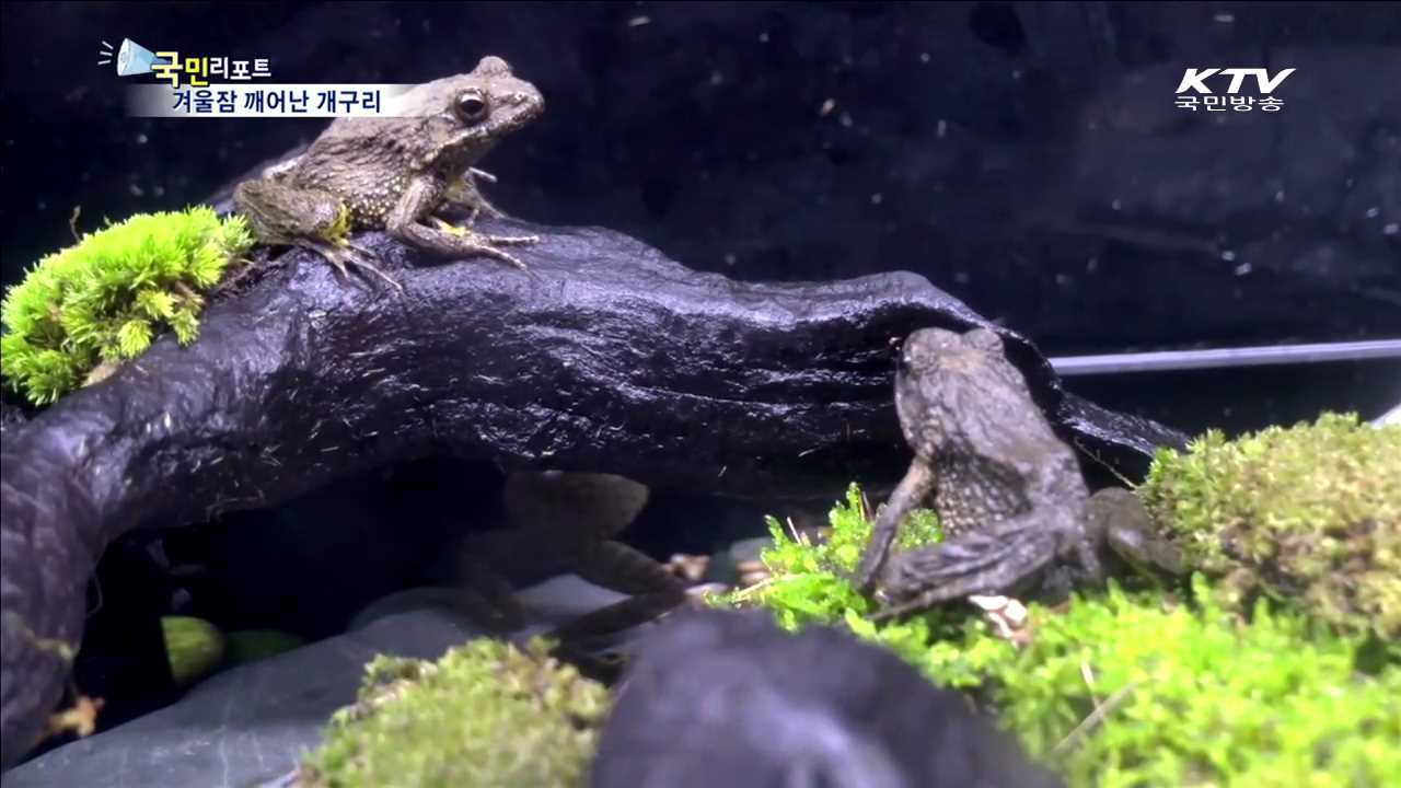 겨울잠 깨어난 개구리…환경 중요성 알려요