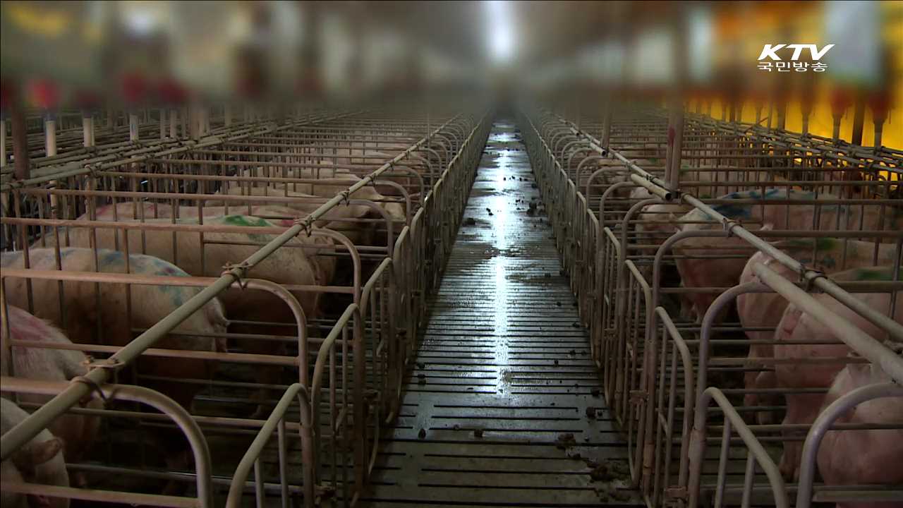 구제역 미신고 농장 고발 등 '강력 조치'