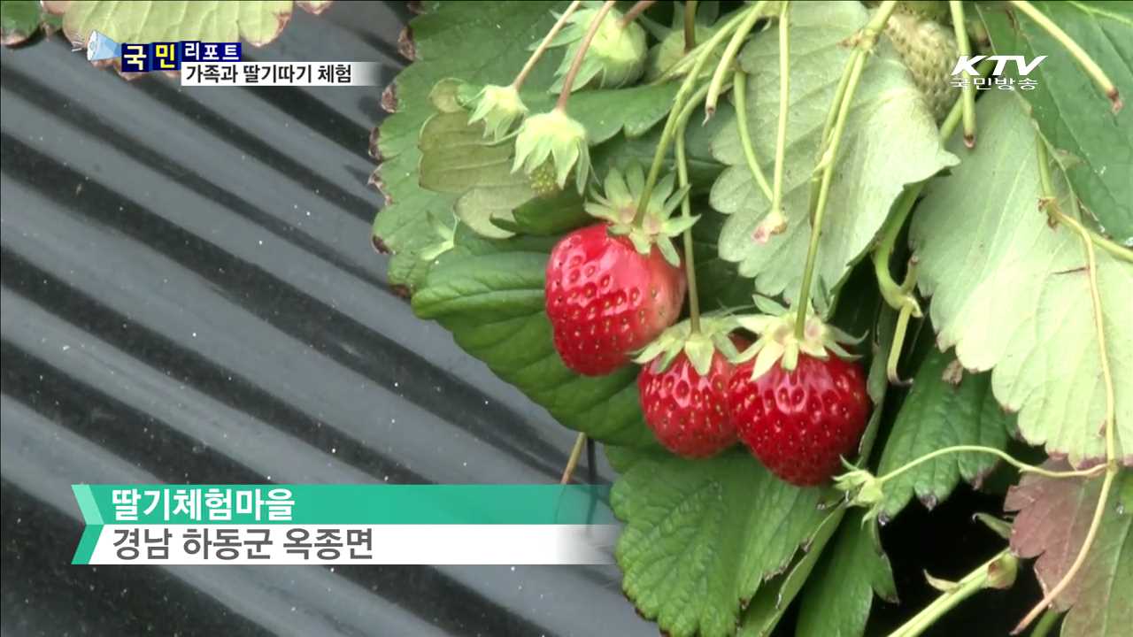 딸기체험축제…몸도 마음도 '상큼'