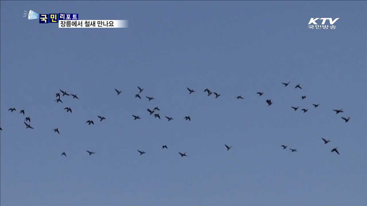 김포 장릉에서 희귀 철새 만나요