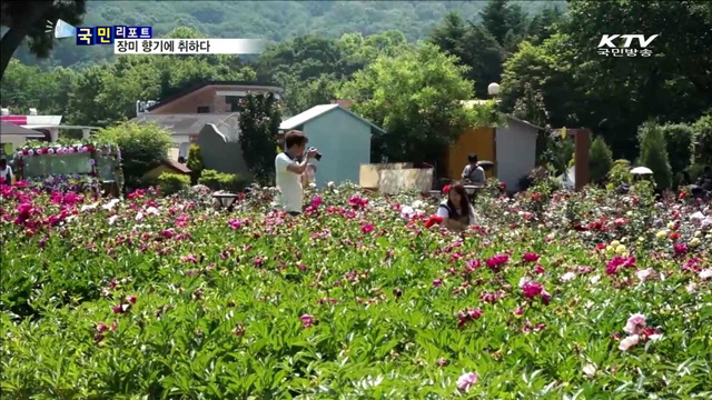 '정열과 낭만의 상징' 장미축제