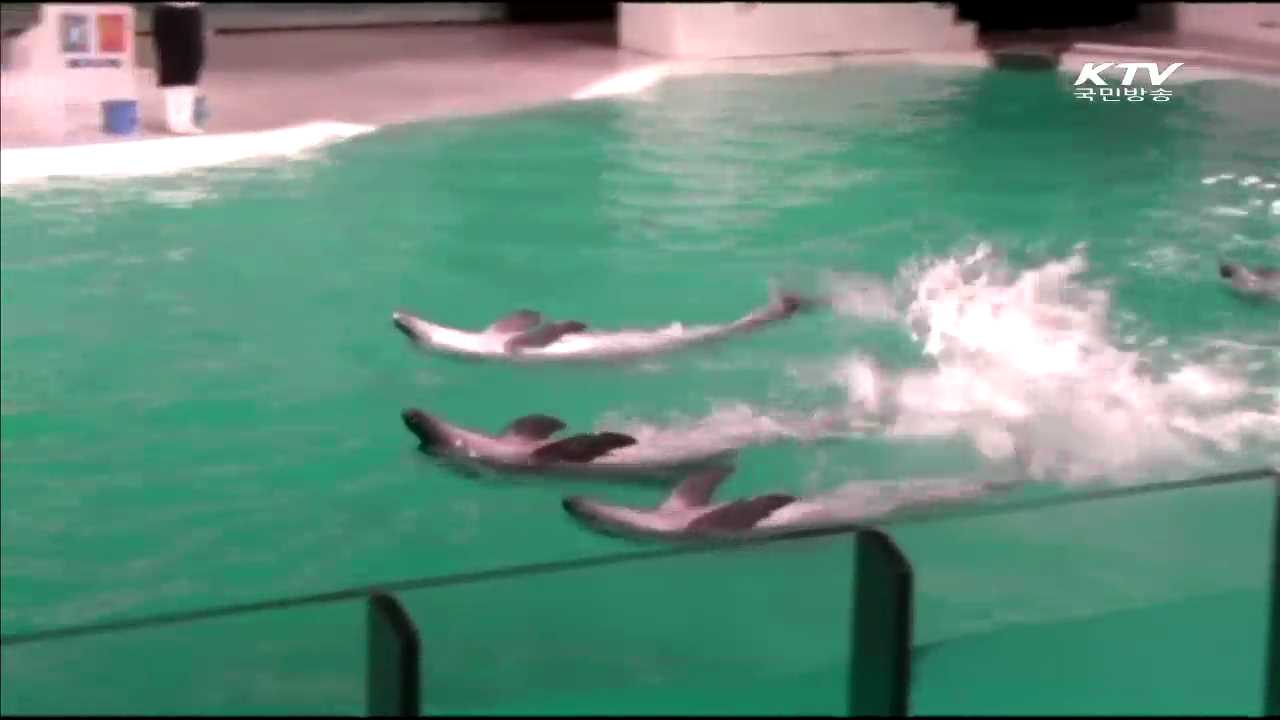 국제희귀종 '범고래'…다도해서 첫 포착