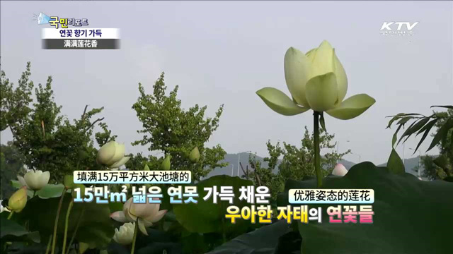두물머리 연꽃 장관…올해부터 야간에도 개방