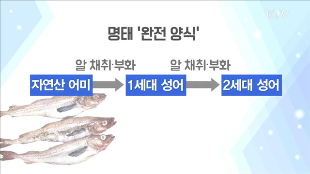 동해 명태가 돌아왔다…'완전양식' 최초 성공