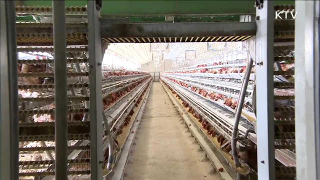 "국내 생산 닭·오리·계란 안심하고 드세요"