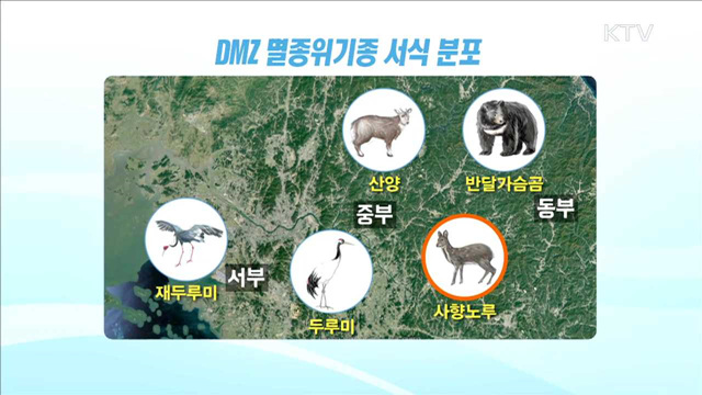 '사향노루·반달가슴곰', DMZ에 사는 멸종위기종