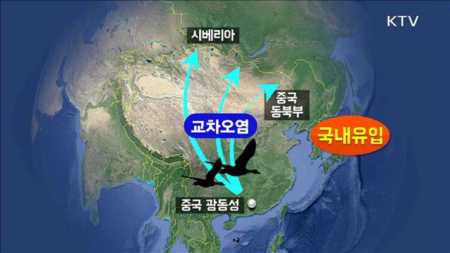 "인체감염 가능성 낮아…타미플루로 치료 가능"