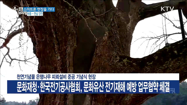 천연기념물 은행나무 피뢰설비 준공 기념식 현장