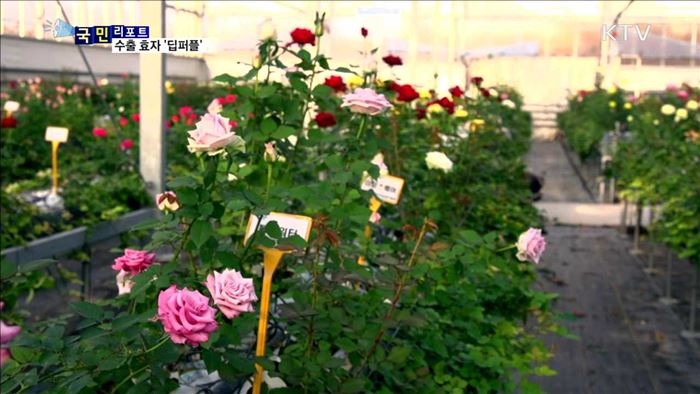 가시없는 장미 '딥퍼플'…수출 효자 우뚝