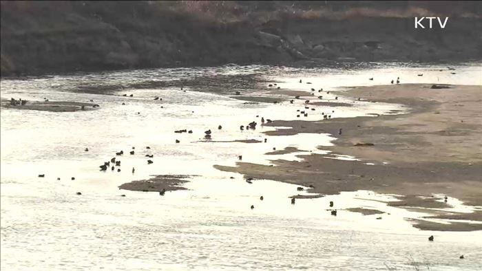 사흘째 의심신고 없어…AI 종식 기대감