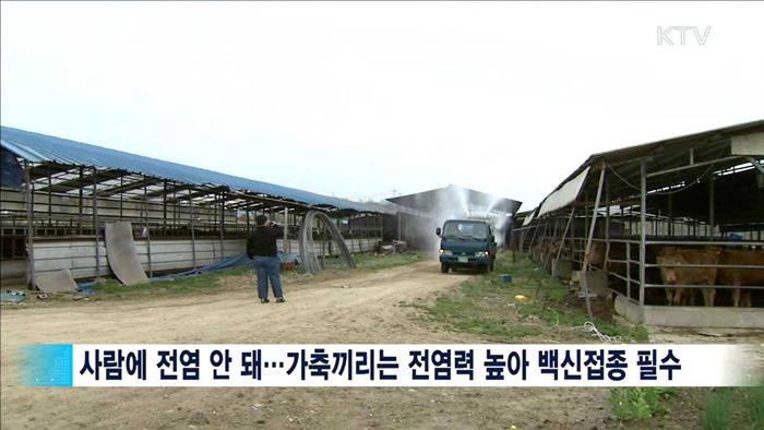 "구제역 전국 확산 가능성 낮아"…백신접종 당부