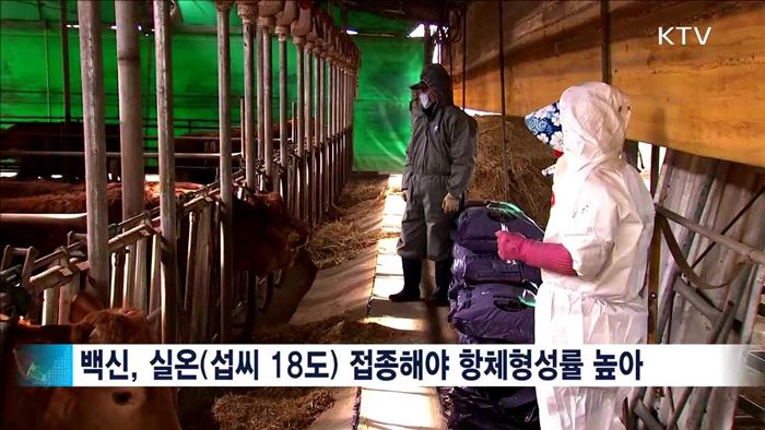 구제역 일제 백신접종 '현장을 가다'