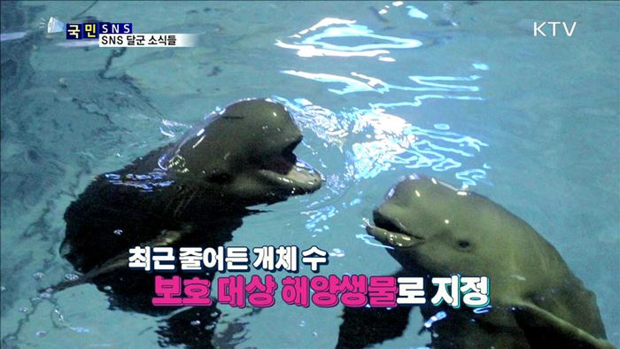 고향으로 돌아간 토종 돌고래 '상괭이'