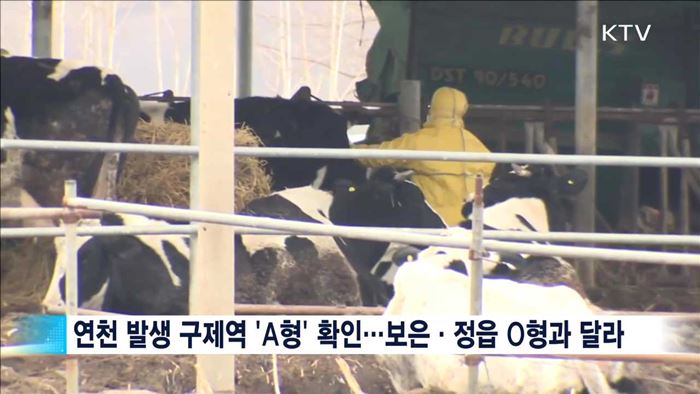 연천 구제역 A형 확인…"O형과 동시 발생"