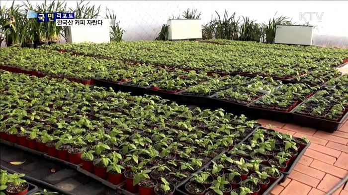 "커피나무 쑥쑥 자라요"…재배지역 북상 중