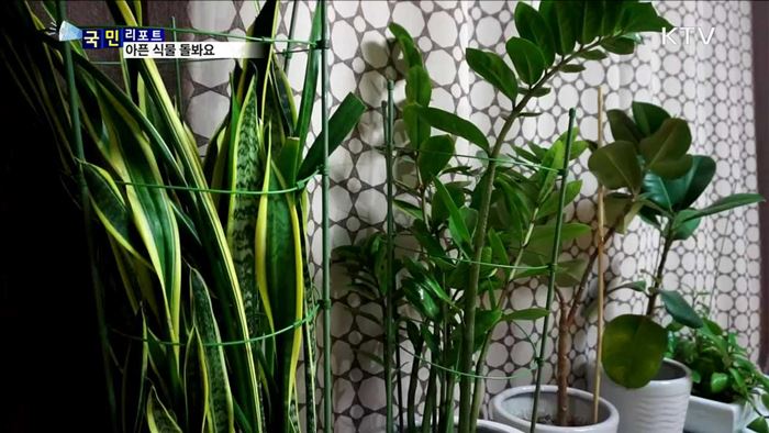 "아픈 식물 치료해요"…사이버식물병원 인기