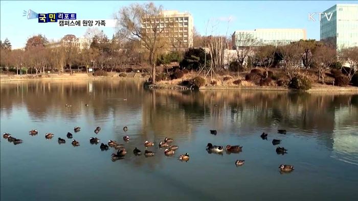 캠퍼스 연못에 둥지 튼 원앙 가족