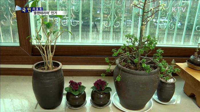 공기 정화 관심 '플랜테리어' 확산