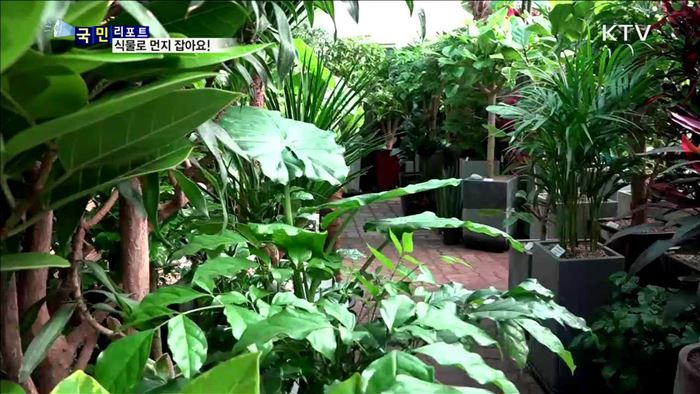 실내 미세먼지 잡아요…공기 정화 식물 인기