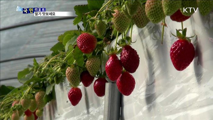 딸기 출하 한창…현장에서 딸기 맛보세요
