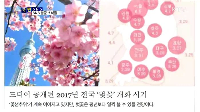 2017 벚꽃 개화 시기 SNS에 떴다!