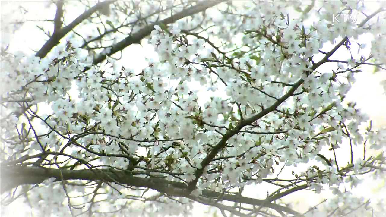 "궁궐·왕릉에서 봄꽃 즐기세요"