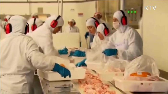 농식품부 "브라질 '부패닭고기' 국내 수입 없어"