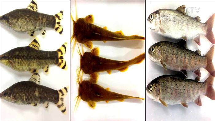 멸종위기종 1급 '미호종개' 인공증식 성공