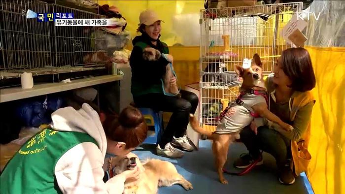 상처받은 유기동물…입양 돕는 사람들
