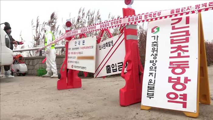 AI 발생 즉시 '심각' 발령…농가 '삼진아웃'