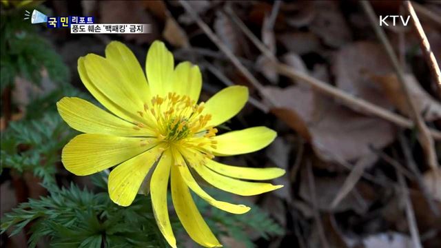 '야생화의 천국' 풍도 훼손…"백패킹 안돼요"