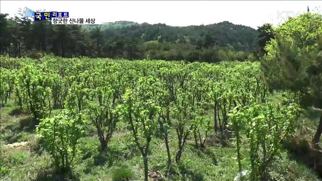 봄 내음 가득…제철 산나물 맛보세요
