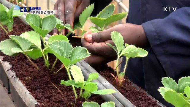 아프리카 케냐에 뿌리내리는 농업 한류