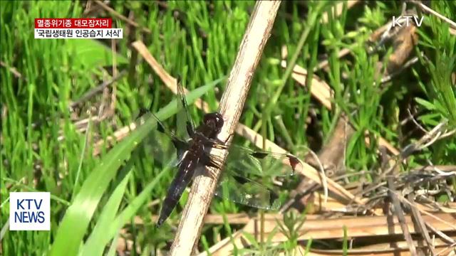 멸종위기종 대모잠자리…2년 연속 국립생태원서 발견