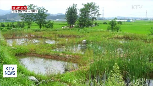 더위 식히고 경관 조성까지…일석이조 '빗물정원'