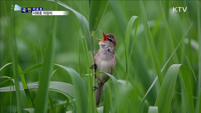 시화호 사랑 29년 "수달이 찾아왔다"