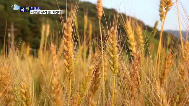 '우리 밀 지킨다'…다양한 시도 주목