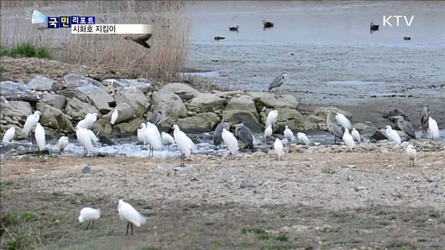 시화호 사랑 29년 "수달이 찾아왔다"