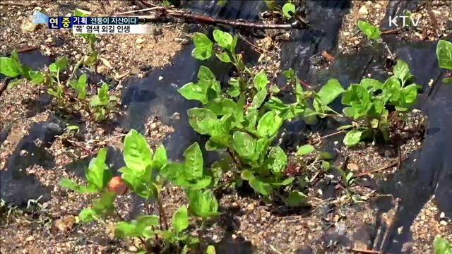 전통 '쪽' 염색 외길 인생…최옥자 명장