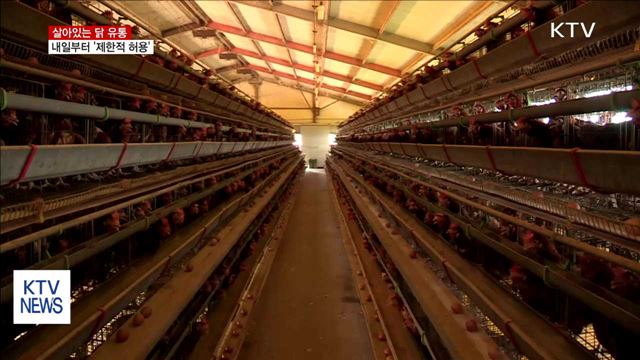 내일부터 살아있는 닭 유통 '제한적 허용'