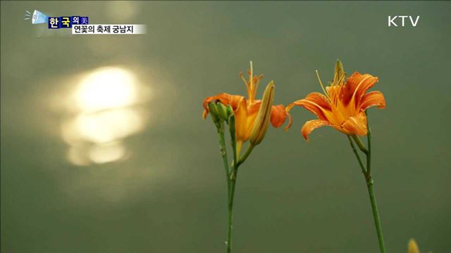 연꽃의 축제 궁남지 [한국의 美]