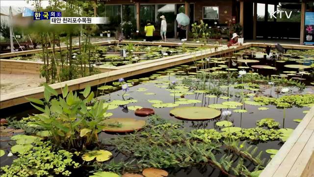 태안 천리포수목원 [한국의 美]