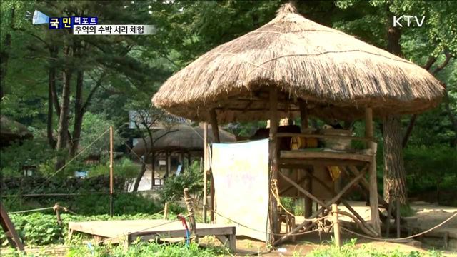 수박 서리 체험, 추억 살리고 더위도 잊고..