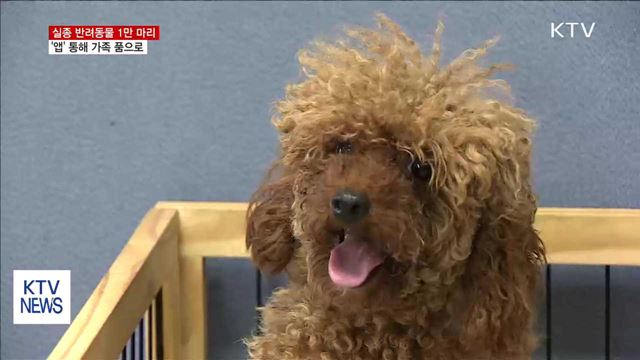 유실·유기 반려동물 1만 마리, '앱' 통해 가족 품으로
