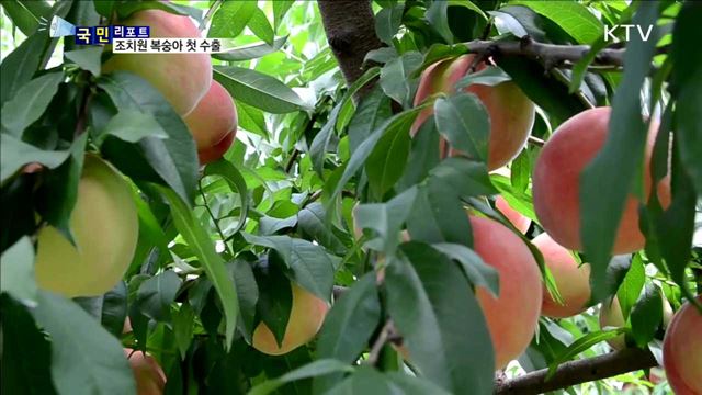 110년 전통 조치원 복숭아, 홍콩 첫 수출