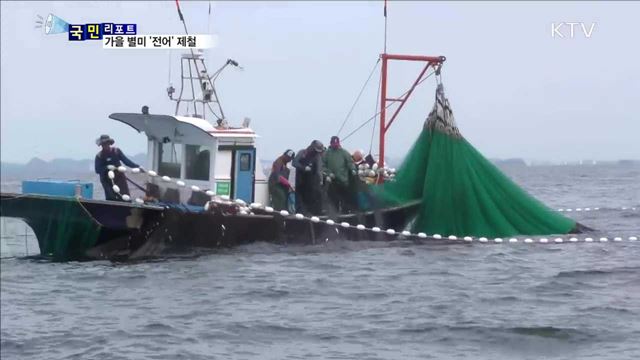 고소한 맛 '전어' 제철…항·포구 북적