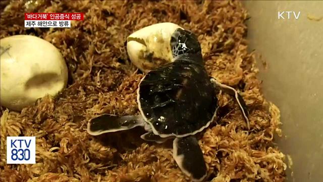 멸종위기 '바다거북' 인공증식 성공…제주 해안 방류