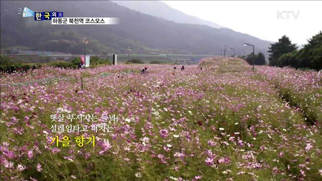 하동군 북천역 코스모스 [한국의 美]