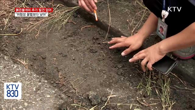 붉은불개미 추가 발견 없어…"위험성 꿀벌보다 낮아"